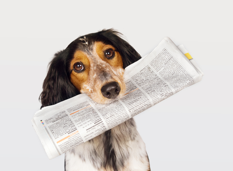 bigstock-Dog-With-Newspaper-5457045.jpg